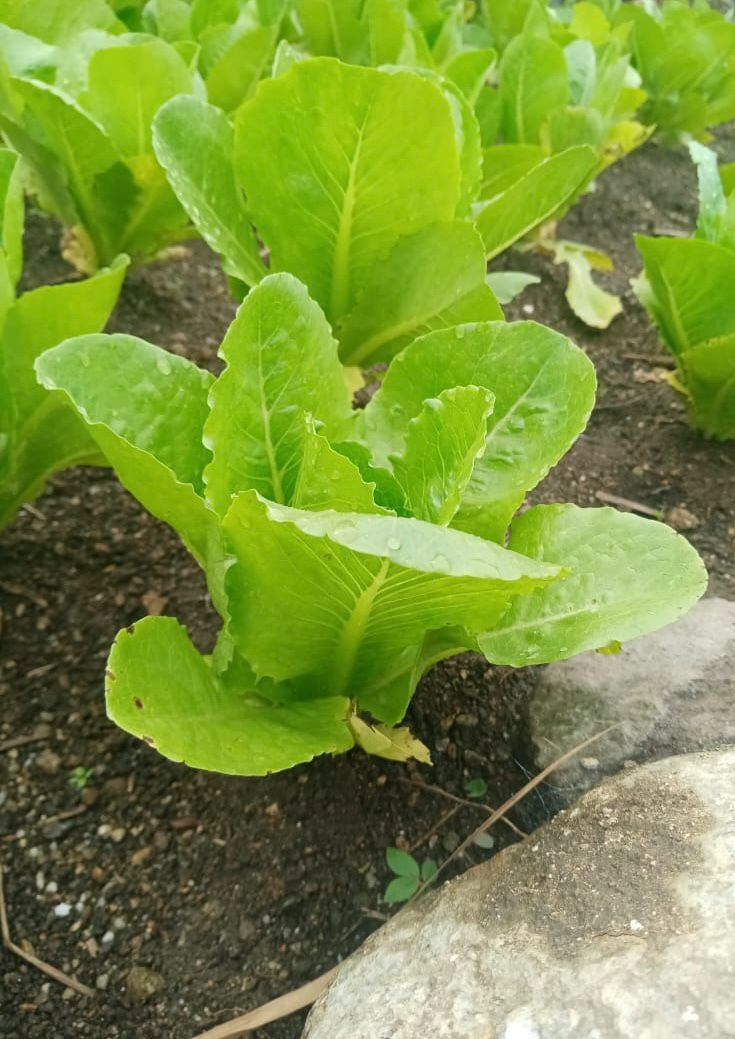 Lechuga Romana