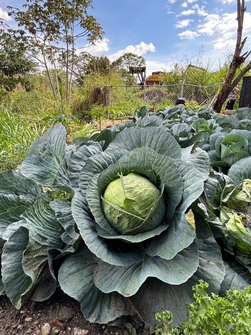 Repollo en el huerto